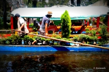 A vender selling plants in one of the boats....a common sight!