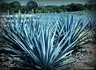 Agave Plantations.....the source of the Tequila!